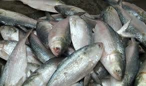 শরীয়তপুরে পুলিশের হাতে ৯০ মণ জাটকাসহ আটক ৮ ।। ভ্রাম্যমাণ আদালত বসিয়ে জেল-জরিমানা