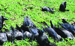 রাজশাহীতে বার্ড ফ্লুর সংক্রমণে কাকের মড়ক ।। রোগ ছড়ানোর আশংকা