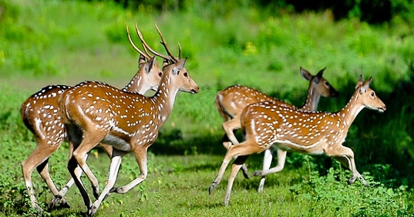 সুন্দরবনে থামছে না হরিণ শিকার ।। জীববৈচিত্র হুমকির মুখে......