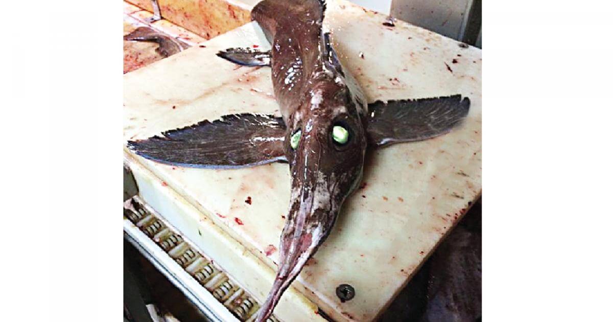 সবুজ চোখের একটি বিরল মাছ ধরা পড়েছে কানাডায় ।।