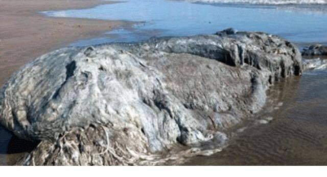 ভেসে এসেছে জলের দৈত্য ,ছড়াল আতঙ্ক ও বিস্ময় ।। আসলে কি ওটা.....