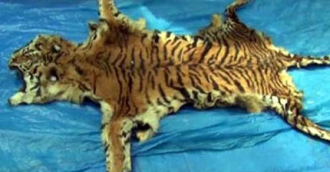 খুলনাতে বাঘের চামড়াসহ আটক ২ ।।