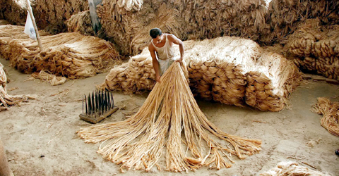 কাঁচা পাট রপ্তানির উপর নিষেধাজ্ঞা প্রত্যাহার করেছে সরকার......