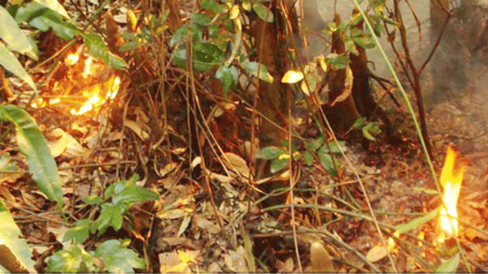 ১৪ বছরে ১৮ টি অগ্নিকাণ্ড সুন্দরবনে ।। অপরাধীরা থেকে গেছে অধরা.....নির্বিকার বনবিভাগ