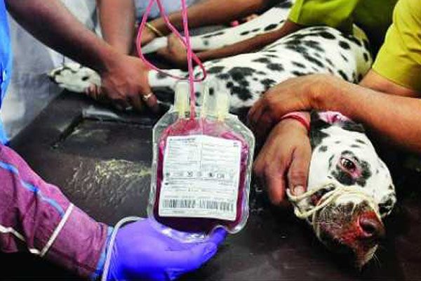 চট্টগ্রামে বণ্য বা গৃহপালিত পশুদের জন্য দেশের প্রথম ব্লাড ব্যাংক প্রতিষ্ঠিত হয়েছে ।।