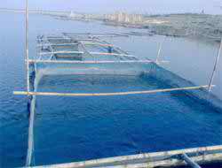 সিরাজগঞ্জে খাঁচায় মাছ চাষ করে বেকার যুবকদের ভাগ্য বদলে গেছে ।।