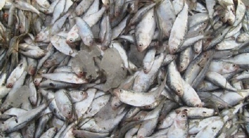 চট্টগ্রামে তিন ট্রাক ভর্তি জাটকা জব্দ করেছে র‌্যাব ।।