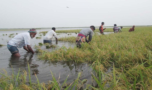 কিশোরগঞ্জে পাহাড়ী ঢলে ৪ হাজার হেক্টর জমির ফসল নষ্ট ।।