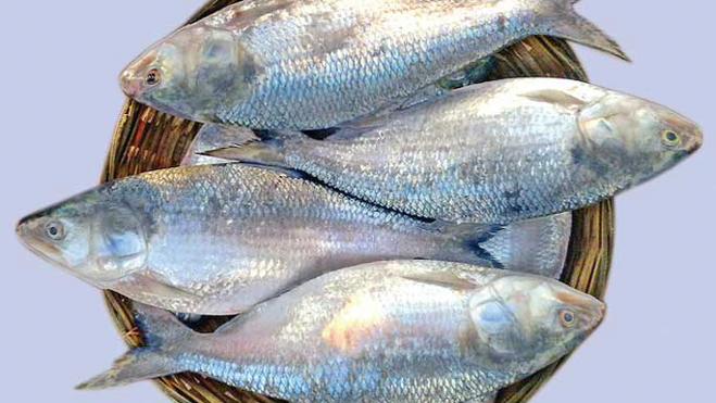 চাহিদা কমায় শেষ মুহূর্তে ইলিশের দরপতন ঘটেছে ।।