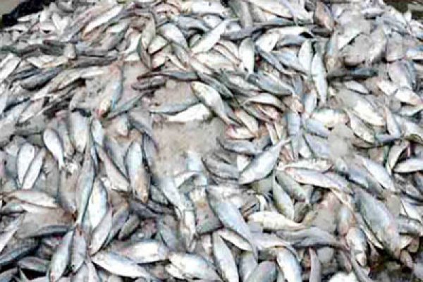 বরিশালে ১৫০ মণ জাটকা জব্দ করেছে কোস্টগার্ড ।।