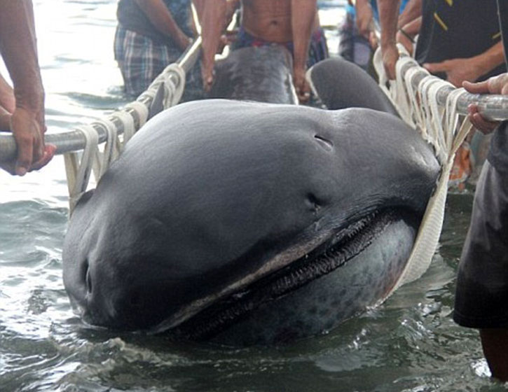জাপানে জেলের জালে ধরা পড়েছে বিরল মেগামাউথ শার্ক ।।