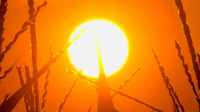 উড়িষ্যায় গ্রীষ্মের প্রচণ্ড দাবদাহে ৪৫ জনের মৃত্যু ।।