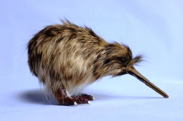 যে পাখির ডানা নেই ।।