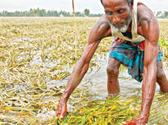 দুর্যোগে ক্ষতিগ্রস্ত ১৭ কোটি টাকার ফসল ।।