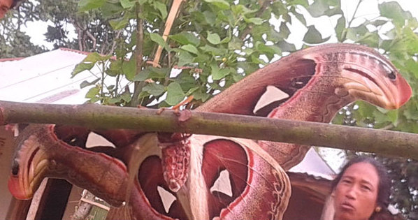 ভারতের ত্রিপুরায় দেখা মিললো ১০ ইঞ্চি পাখার অদ্ভুত প্রজাপতি ।।