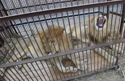 বিমানে চেপে ৩৩টি সিংহ স্বাধীন জীবনযাপনে যাচ্ছে পেরু থেকে দক্ষিণ আফ্রিকায় ।।