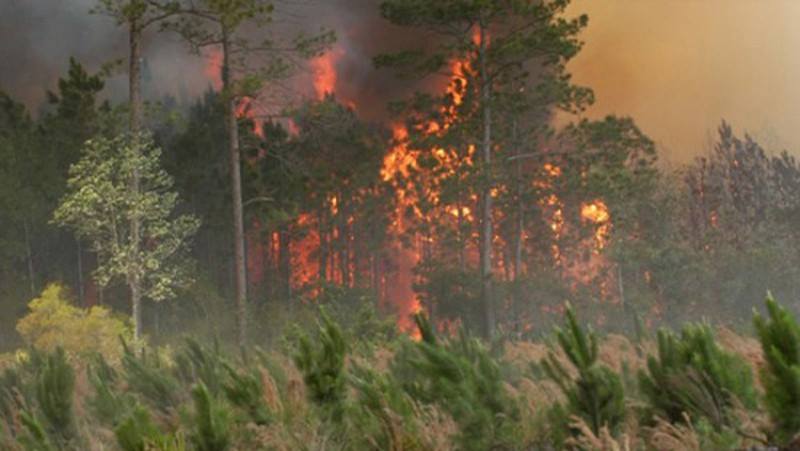 দফায় দফায় সুন্দরবনে আগুন লাগার ঘটনায় ধানসাগর স্টেশন কর্মকর্তা বরখাস্ত ।।