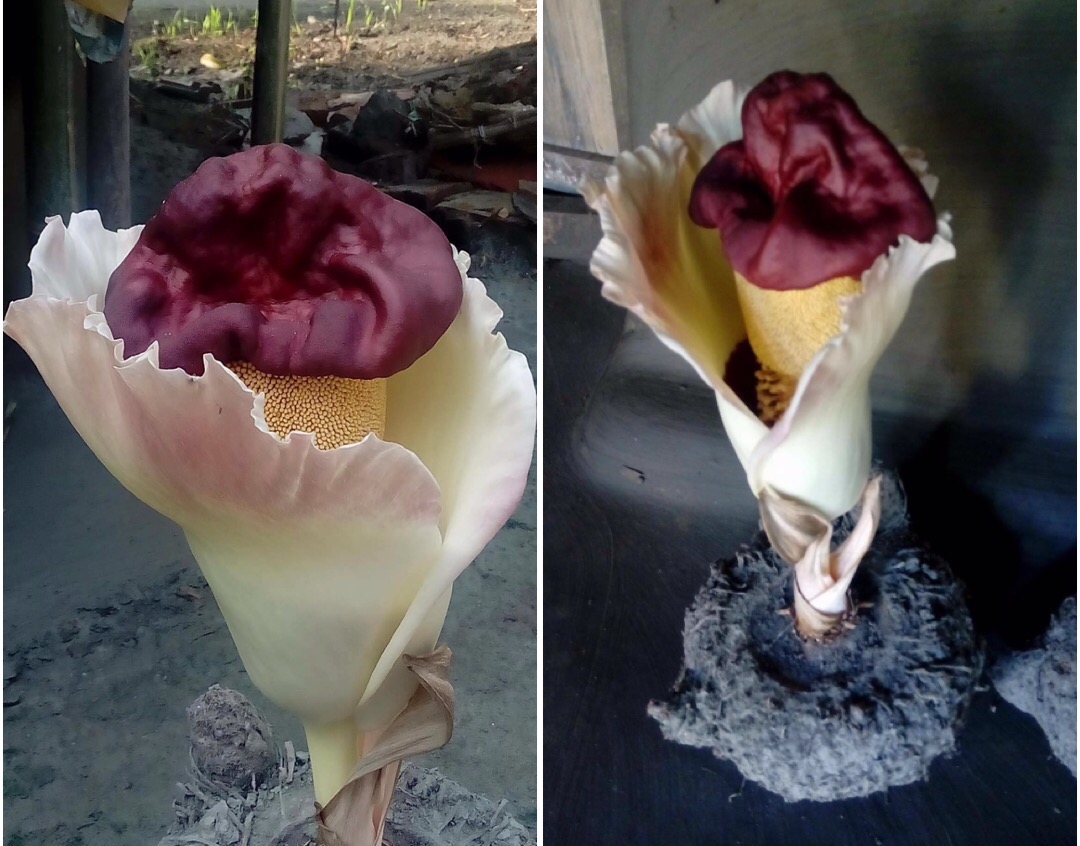 প্রকৃতির অদ্ভুত খেয়াল ।। খুলনার ডুমুরিয়ায় ওলের চাকিতে ফুল.......