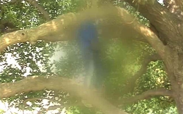 ভারতে পার্লামেন্ট ভবনের নিকটে যুবকের ঝুলন্ত লাশ ....