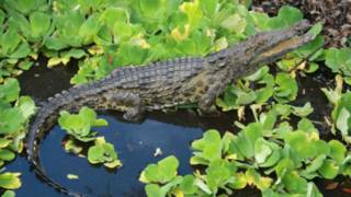 যুক্তরাষ্ট্রের ফ্লোরিডায় পাওয়া গেল মিশরের নীলনদের ভয়ংকর কুমির।।