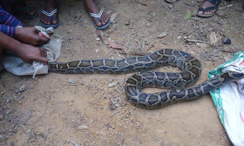 মঠবাড়িয়ায় ১৫ ফুট লম্বা অজগরের সন্ধান