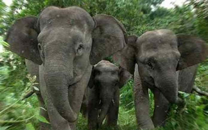 লামায় বন্যহাতির আক্রমণে প্রাণ গেল স্কুলছাত্রীর......