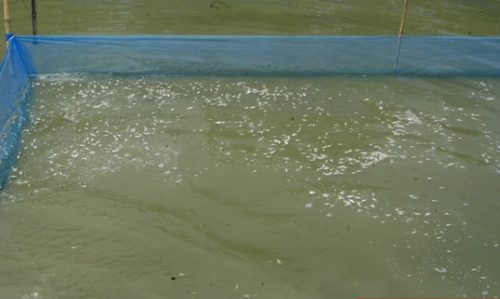 সাতক্ষীরায় রেণু পোনা সরবরাহে প্রতারণার অভিযোগ