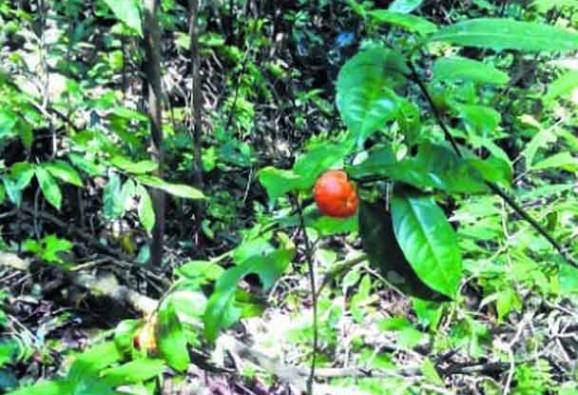 বিরল প্রজাতির কমলালেবুর সন্ধান মিলল ভারতের মণিপুরে