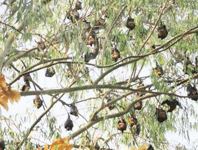 অবিশ্বাস্য হলেও সত্য অস্ট্রেলিয়ার একটি শহর বাদুড়ের দখলে ।। শহরের জনসংখ্যা ১১ হাজার আর বাদুর ১ লক্ষের বেশী .....