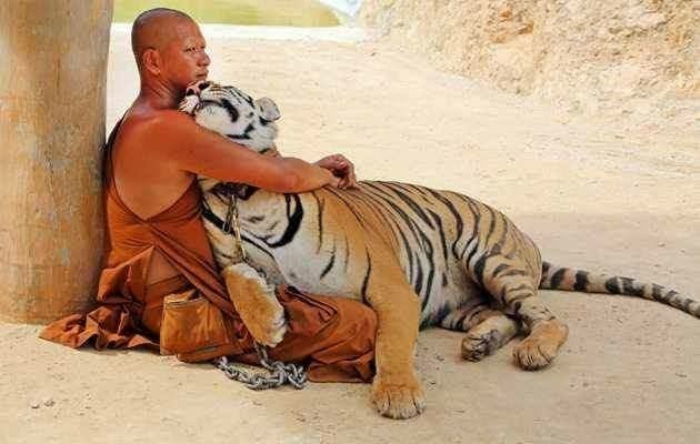 থাইল্যান্ডের এক বিতর্কিত মন্দির থেকে বাঘ উদ্ধার...