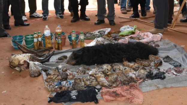 থাইল্যান্ডের বিতর্কিত বৌদ্ধ মন্দিরের ফ্রিজে পাওয়া গেলো ৪০টি বাঘের বাচ্চা।।