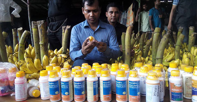 কারওয়ান বাজার থেকে ৮০ হাজার কলা জব্দ।।