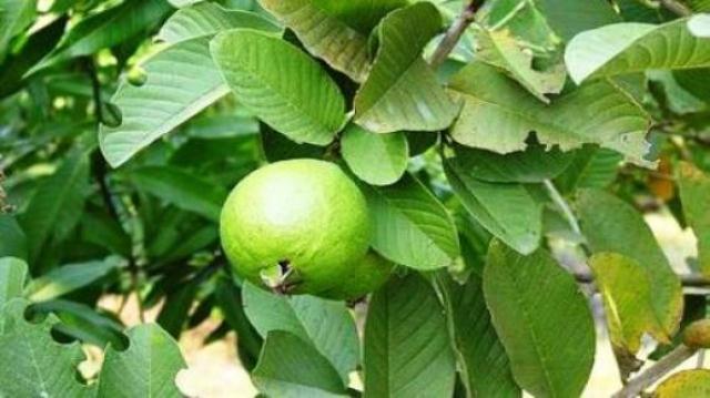 চুল পড়া কমাতে পেয়ারা পাতার রস।।