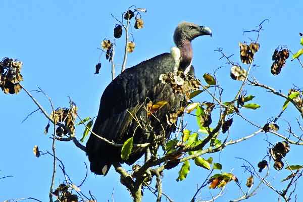 সুন্দরবনে শিকার করা পাখি সুন্দরবনেই অবমুক্ত......