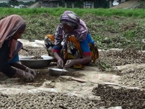 সুনামগঞ্জে অতিবর্ষণে বাদামের উৎপাদন ব্যাহত, কৃষকের মাথায় হাত