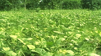 মুগডাল আবাদে গাইবান্ধায় কৃষকের আগ্রহ বাড়ছে.....