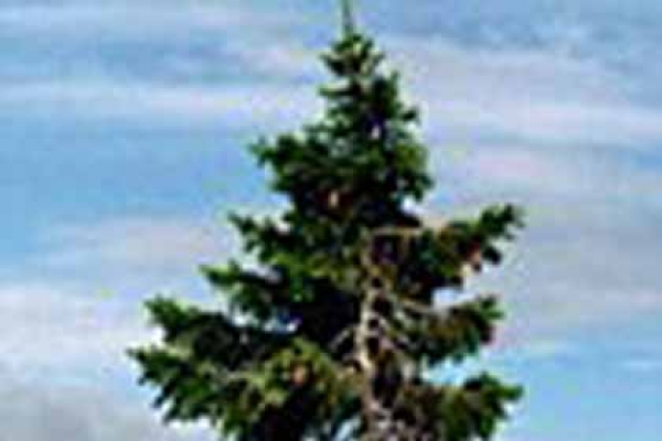 গাছটির বয়স সাড়ে ৯ হাজার বছর!