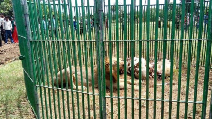 ভারতের গুজরাটে মানুষ হত্যার দায়ে ১৮ সিংহ আটক।।