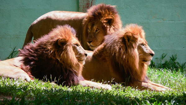 ভারতে মানুষ হত্যায় দায়ে ৩ সিংহের যাবজ্জীবন কারাদন্ড .....