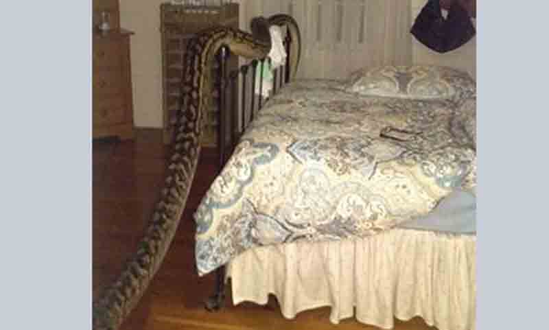 নিজের অজান্তেই ১৬ ফুট লম্বা সাপের সঙ্গে বাস এক অস্ট্রেলিয়ান নারীর