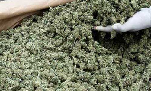 ঢাকার দোহারে ৫৯ কেজি গাঁজাসহ ১জন আটক ।।