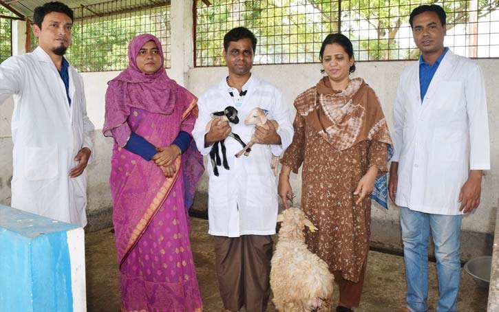 বাংলাদেশ কৃষি বিশ্ববিদ্যালয় বাকৃবিতে ভ্রুণ থেকে ভেড়ার বাচ্চা উৎপাদনে সফালতা।।