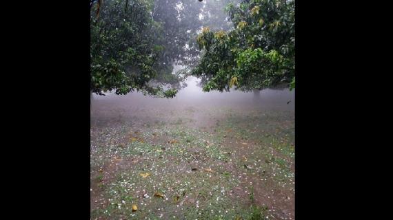 চাঁপাইনবাবগঞ্জে কালবৈশাখীর তাণ্ডবে আম ও ধানের ব্যাপক ক্ষতি, দুর্যোগপূর্ণ এলাকা ঘোষণার দাবি।।