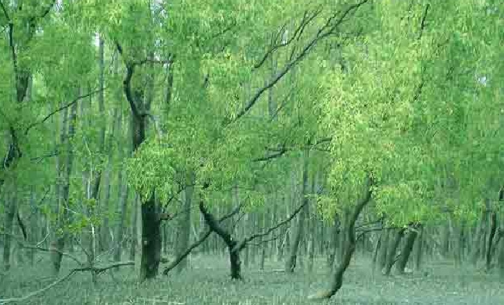 সুন্দরবনের গাছ পাচারের অভিযোগে কর্মকর্তাসহ ১২ জন বরখাস্ত।।   