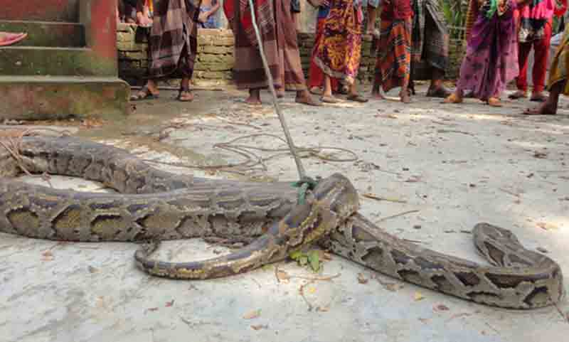 বাগেরহাটের শরণখোলায় গোয়ালঘরে ১৪ ফুট লম্বা অজগর।।   