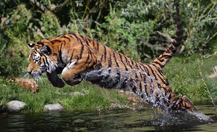 সুন্দরবনে বাঘের হামলায় নিহত ১ ।।
