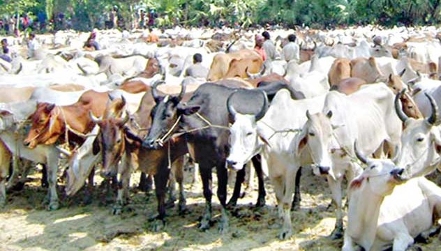 সমগ্র ভারতে নিষিদ্ধ হল গরু,মহিষ কেনা-বেচা।।   