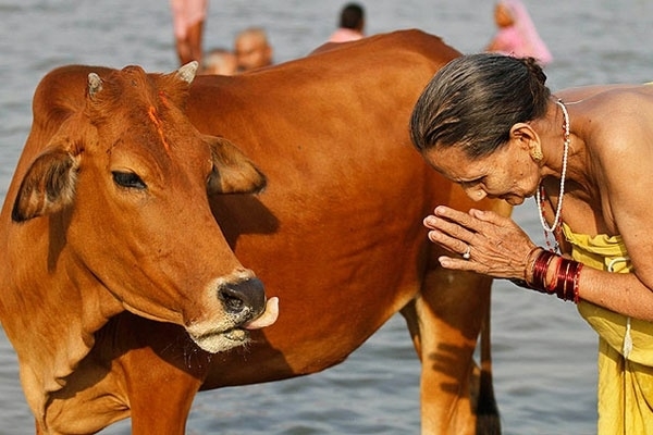 ভারতে গরুকে জাতীয় পশু ঘোষণার পরামর্শ আদালতের।।   