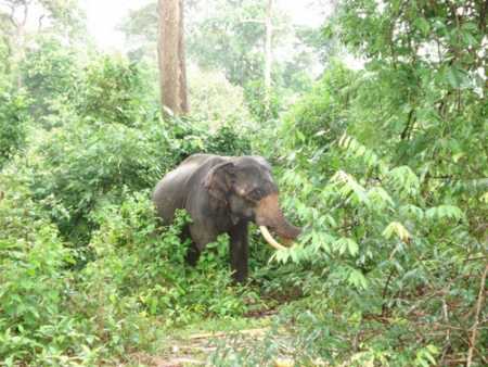 ভারতের তামিলনাড়ুতে বন্য হাতির আক্রমনে নিহত ৪।।   