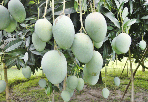 এবছর ইউরোপের ছয় দেশে রপ্তানি হবে বাংলাদেশের আম।।   